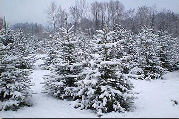 alberi di natale